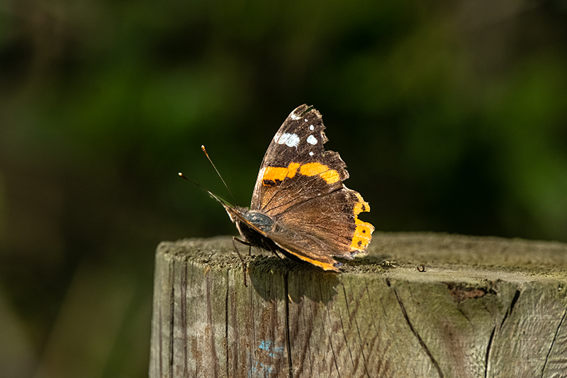 Atalanta (Vanessa Atalanta)