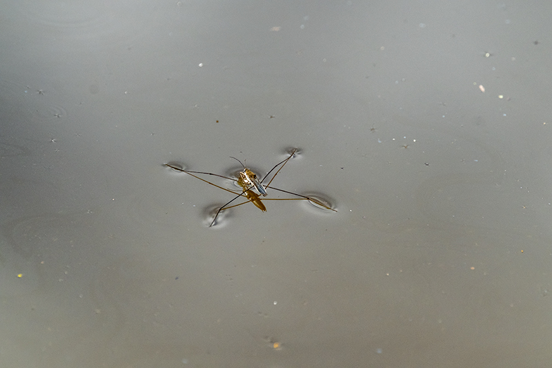 Sabater ( Gerris lacustris )