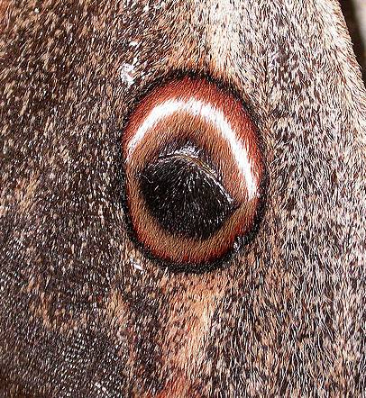 Detall d'una ala de Saturnia pyri
