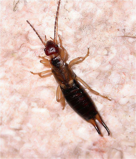 Estisoreta o Papaorelles (Forficula auricularia)