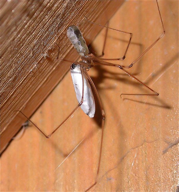 Pholcus phalangioides