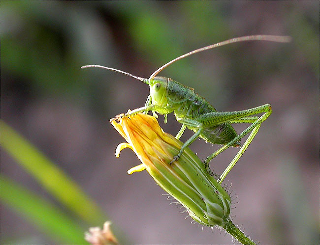 Nimfa mascle de Llagosta verda (Tettigonia viridissima)