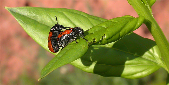 Còpula de Lachnaia sp. 1/2