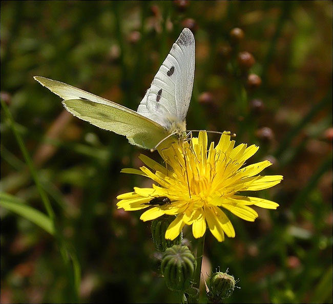 Femella de Pieris (Artogeia) rapae