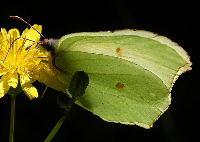 Femella de Genopteryx rhamni