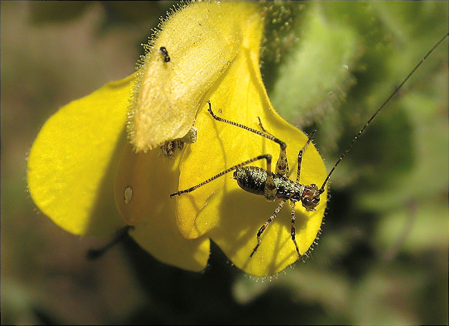 Jove de Phaneroptera nana