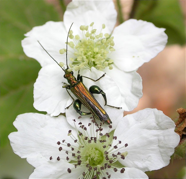 Mascle d'Oedemera nobilis