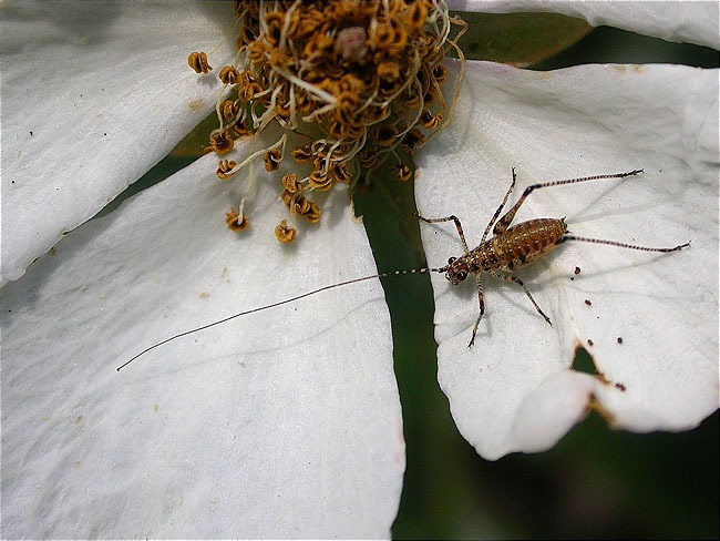 Jove de Leptophyes punctatissima