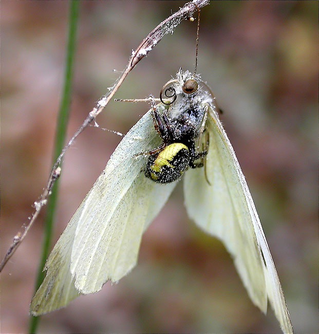 Synaema globosum amb femella de Pieris (Artogeia) rapae capturada