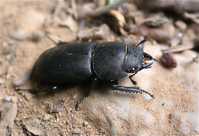 Dorcus parallelipipedus