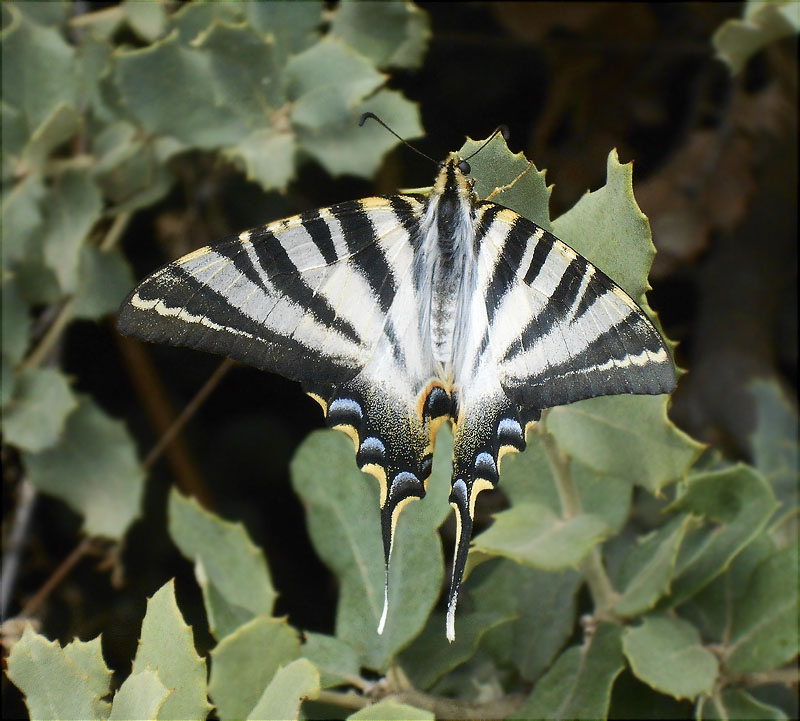 Reina zebrada (Iphiclides feisthamelii)