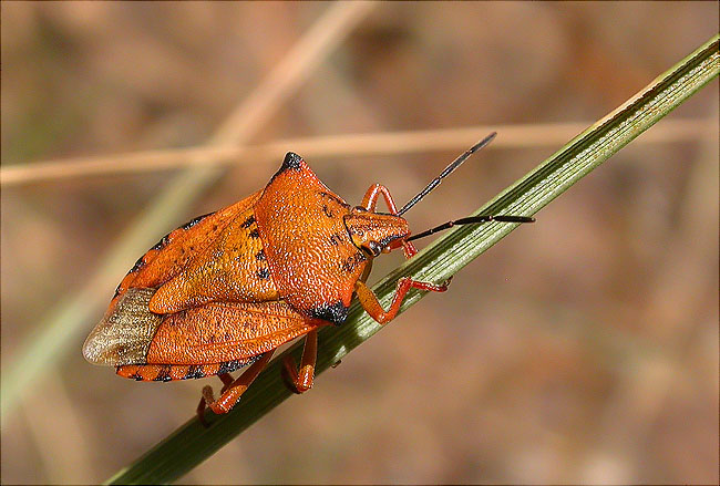 Carpocoris mediterraneus