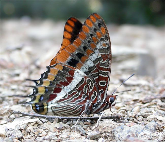 Charaxes jasius