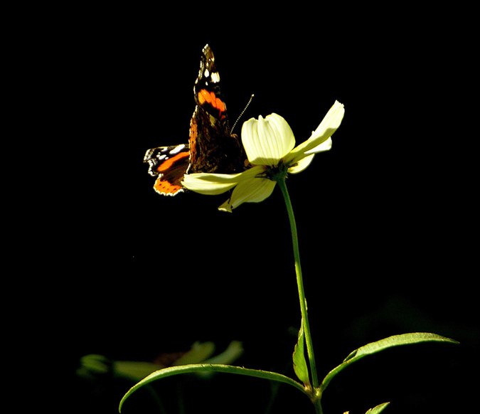 Vanessa Atalanta