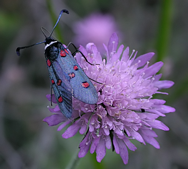 Zygaena lavandulae