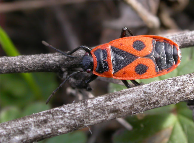 Pyrrhocoris apterus