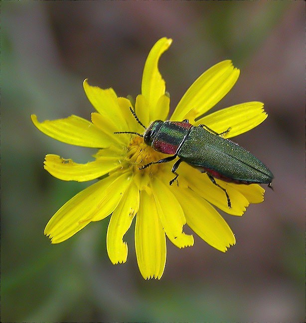 Anthaxia hungarica