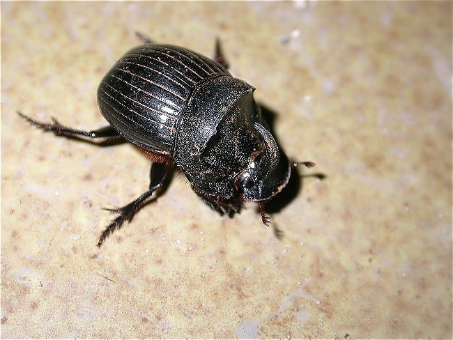 Escarabat rinoceront (Copris hispanus)