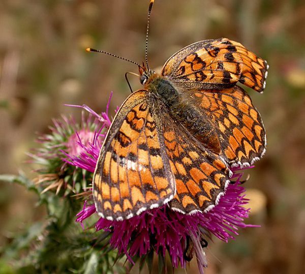 Melitaea phoebe