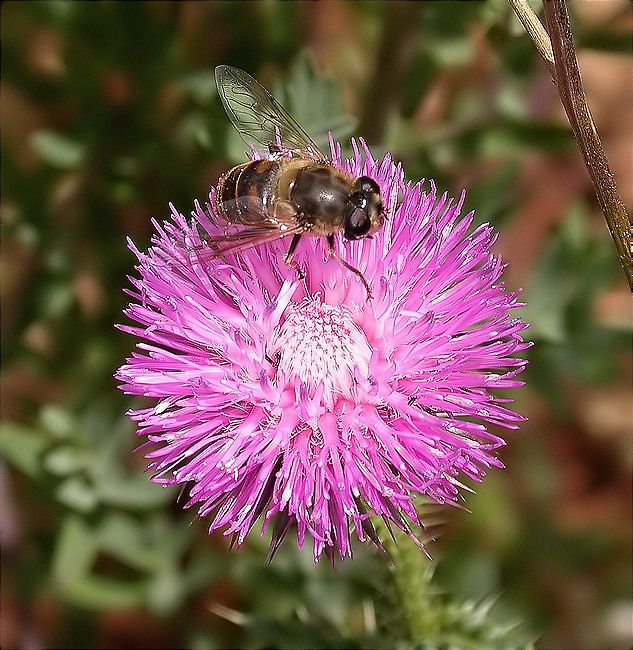 Eristalis tenax