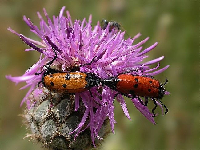 Còpula de Mylabris quadripunctata