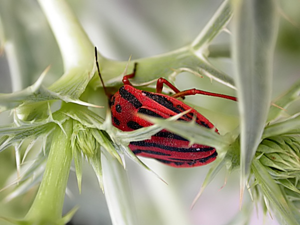 Graphosoma semipunctatum