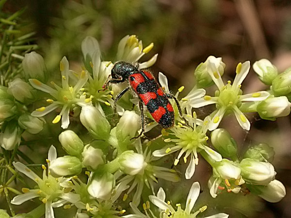 Trichodes leucopsideus