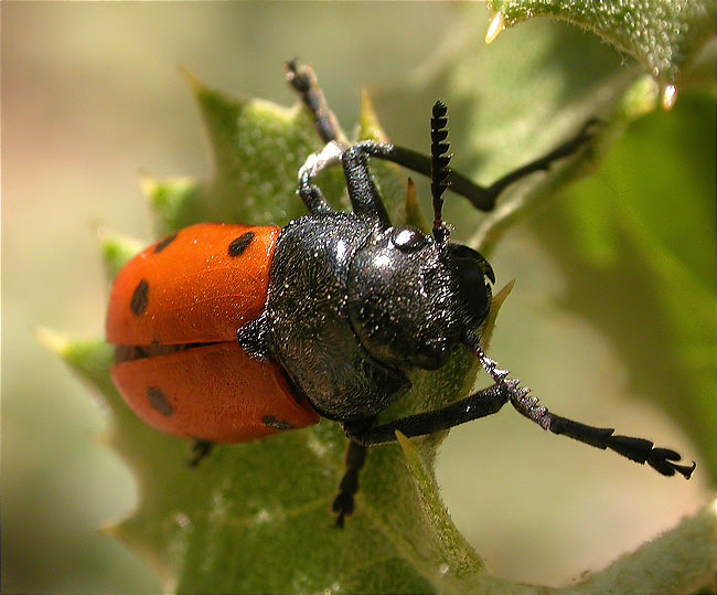 Clytra quadripunctata