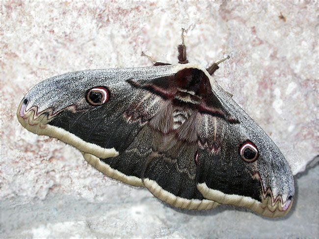 Paó de nit, Gitana (Saturnia pyri)