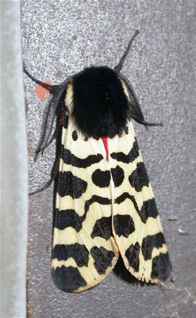 Arctia fasciata