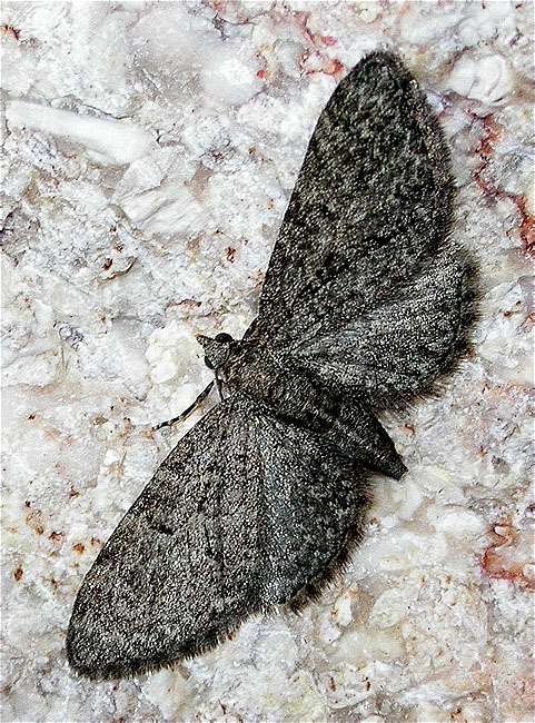 Eupithecia sp.