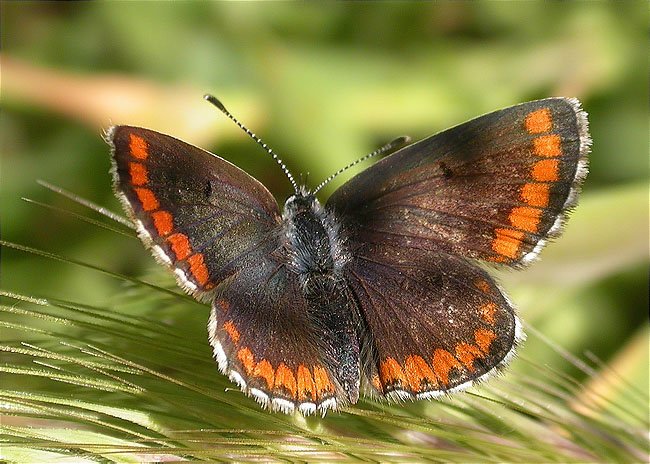 Aricia cramera