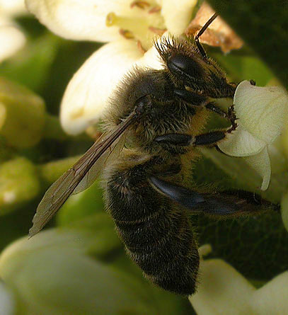 Abella (Apis mellifera)