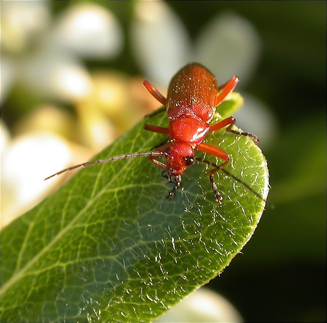 Rhagonycha fulva 1/2