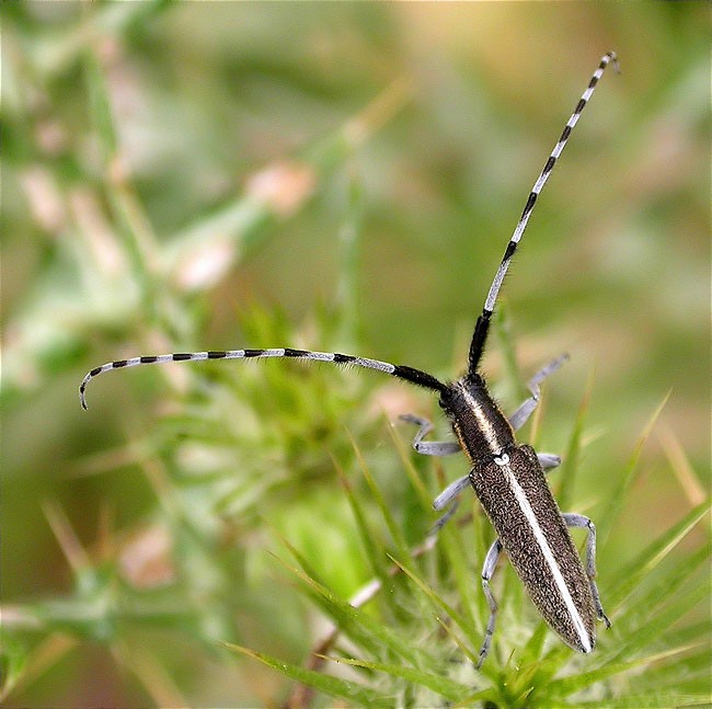 Agapanthia cardui 1/2