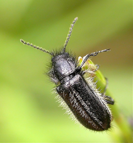 Enicopus sp.