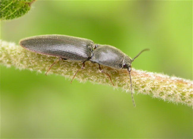 Hylis foveicollis