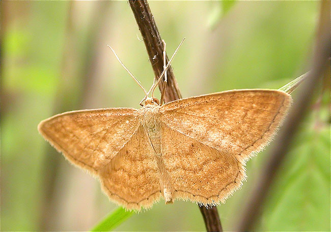 Idaea ochrata 1/2