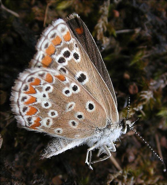 Aricia cramera