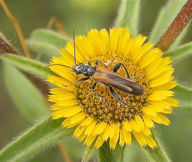 Oedemera sp.