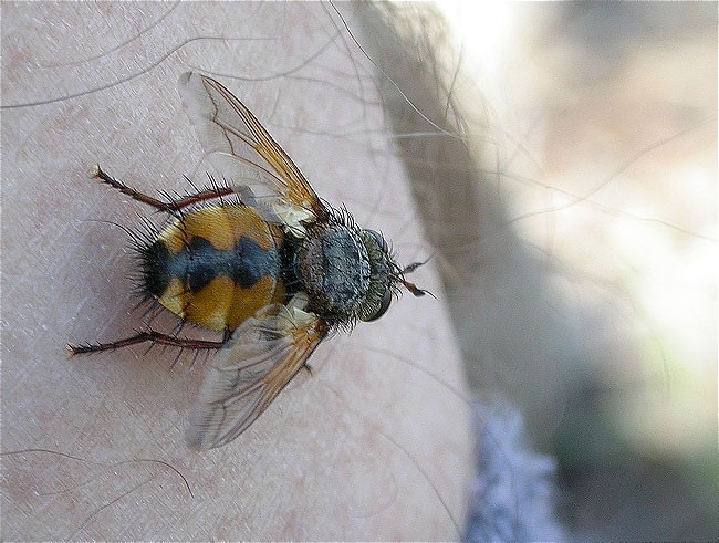 Tachina fera