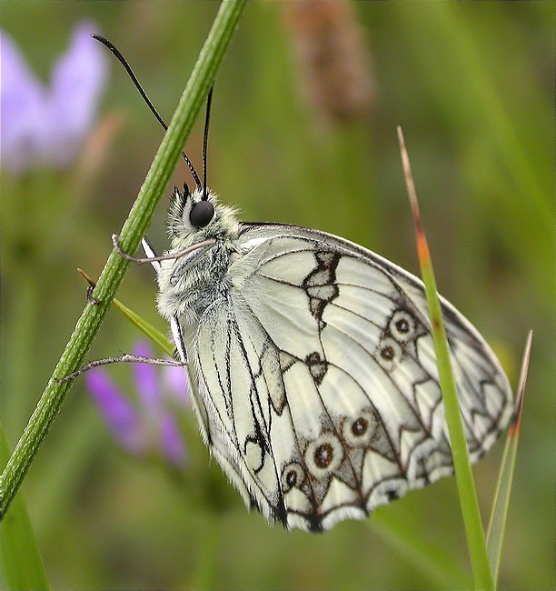 Melanargia lachesis 1/2