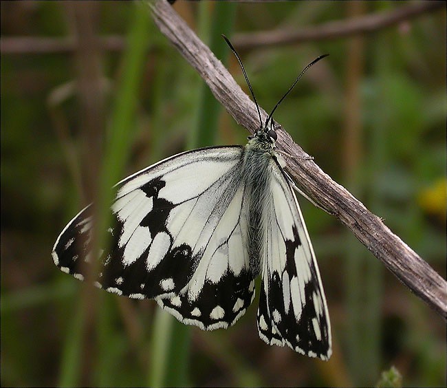 Melanargia lachesis 2/2