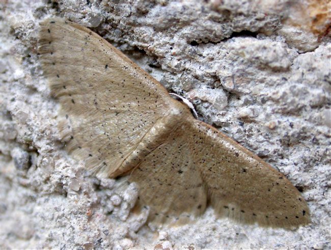 Idaea sp.