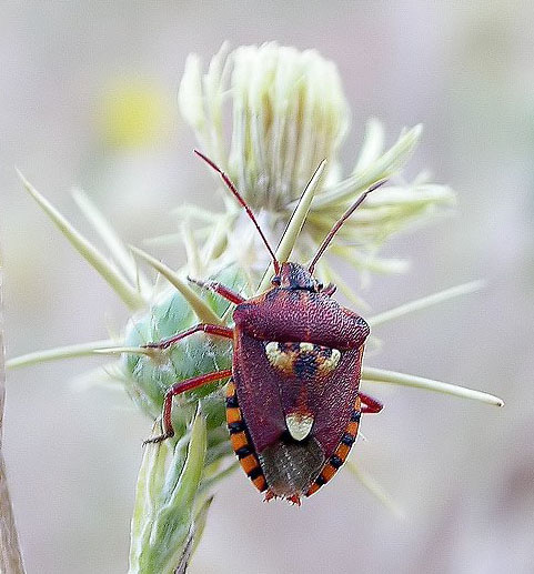 Codophila varia