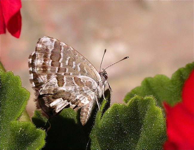 Cacyreus marshalli