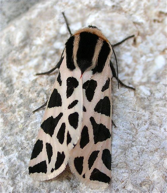 Cymbalophora pudica en bon estat