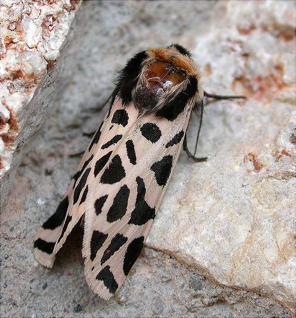 Cymbalophora pudica en franca decadència