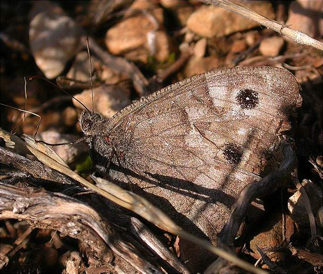 Hipparchia (Pseudotergumia) fidia o statilinus