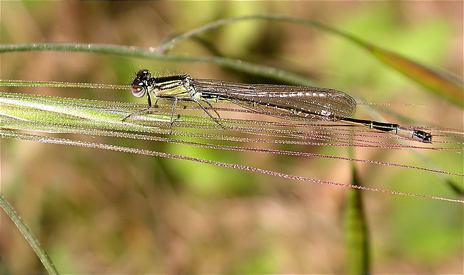 Espiadimonis (Ischnura sp.)